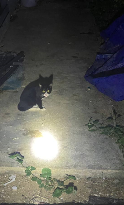 A black cat with glowing yellow eyes illuminated by a flashlight beam during a family night walk.