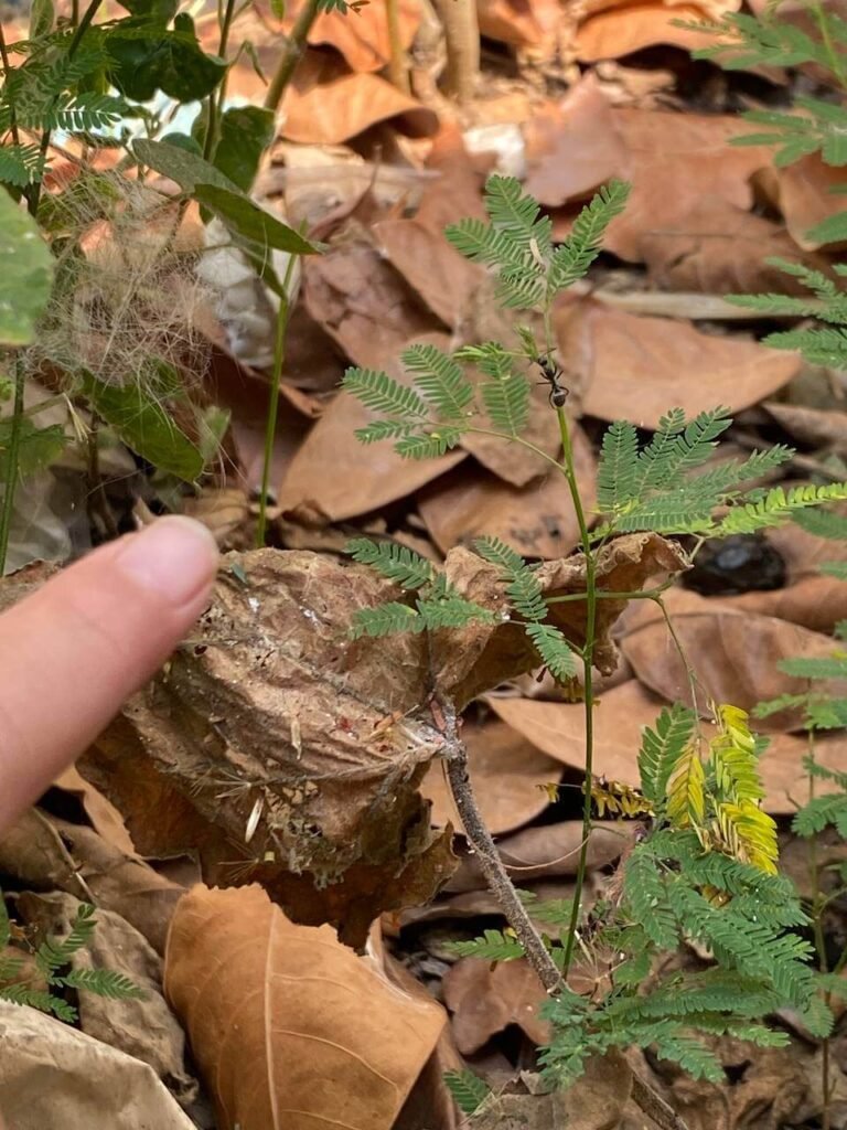 A child's finger pointing at a small black ant crawling on a green leaf during an outdoor learning session.