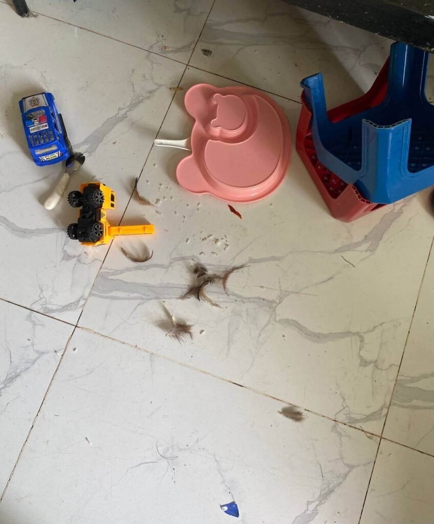 A messy white tile floor covered in loose brown feathers, scattered rice, an upside-down pink plate, and scattered toy cars.